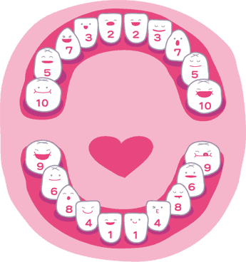 Схема смены молочных зубов
